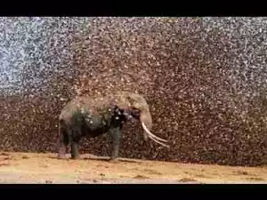 Video: Locusts Invasion - The Worst Thing I